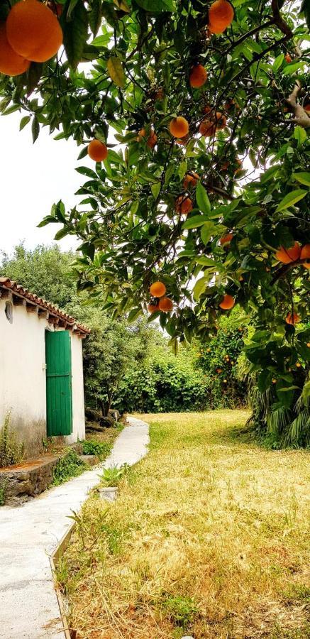 L'Aranceto Villa Acireale Ngoại thất bức ảnh